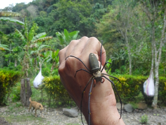 PNG Spider